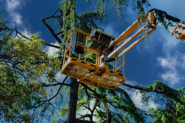 Best Emergency Tree Service  in Spring House, PA